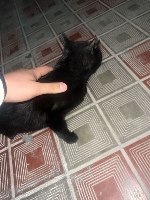 Продается котёнок