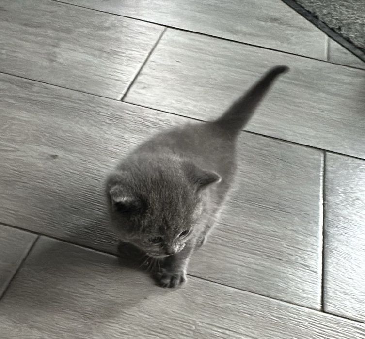 Pui British Blue deparazitat - vaccinat didponibil pt rezervare