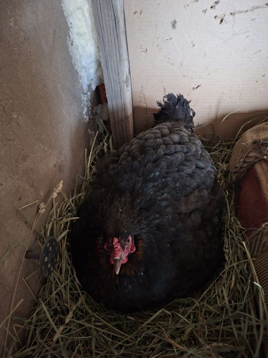 Продаётся квочка