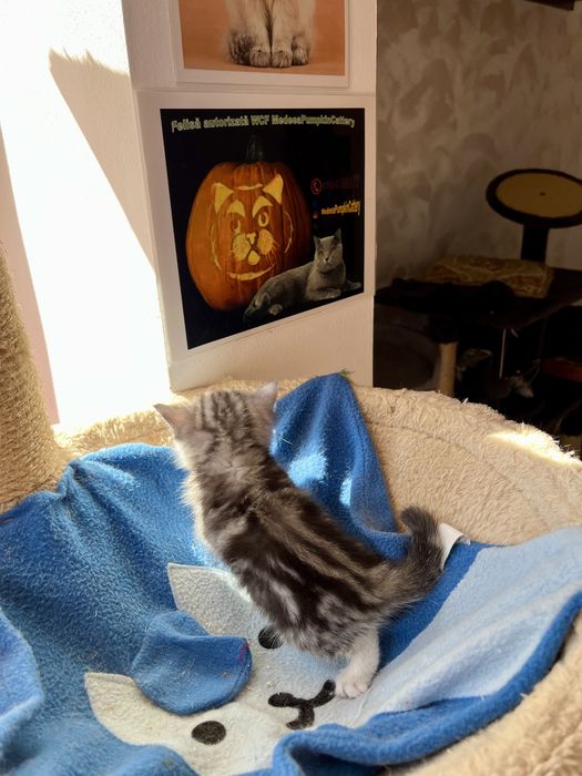 British shorthair black tabby