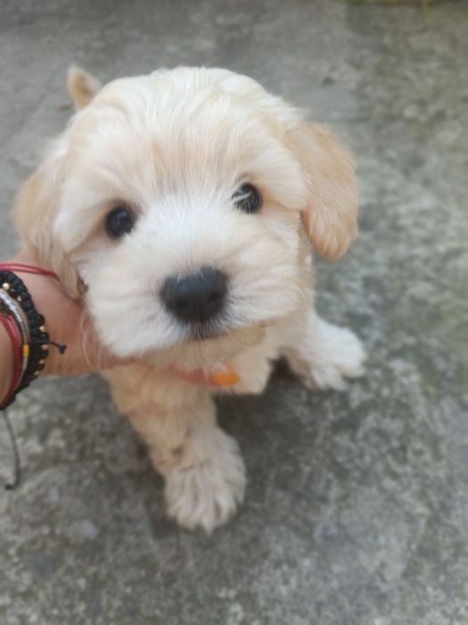 Bichon talie mica