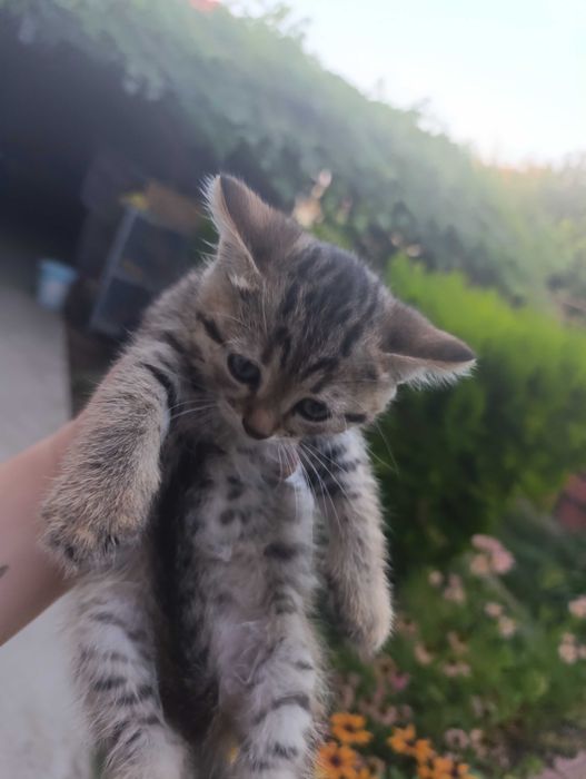 Британско коте таби