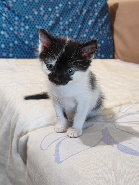 Мъжко котенце си търси дом