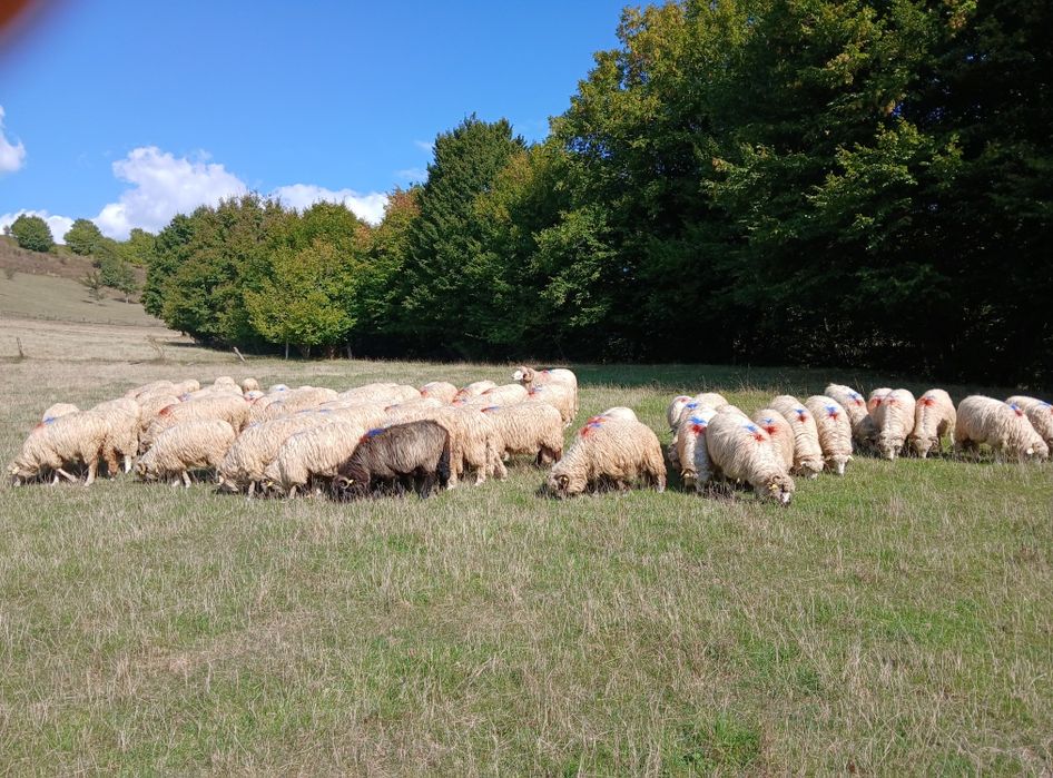 Oi de vînzare  Dărmănești Județul  Bacău