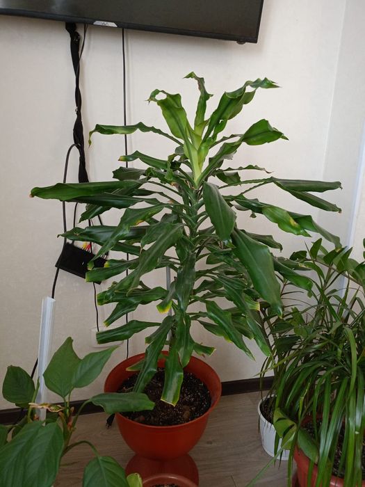 Үйдің гүлі сатылады