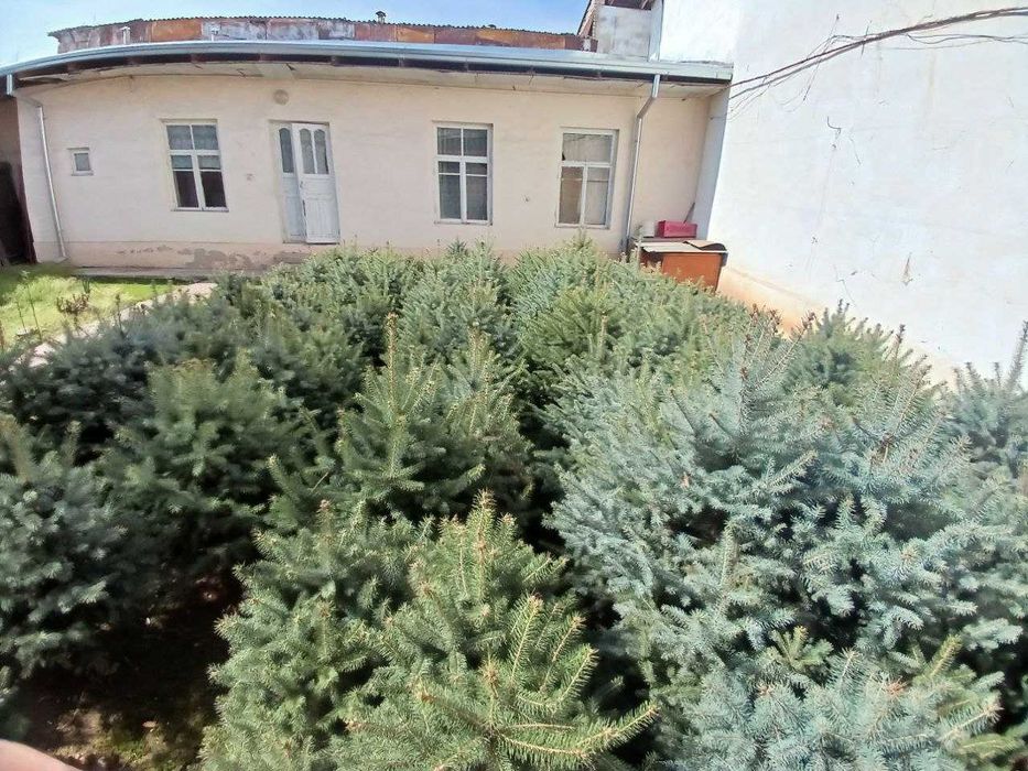 Archa sotiladi narxi telda gaplashiladi