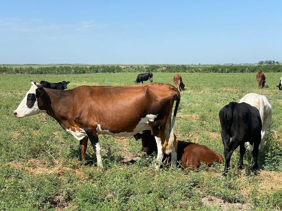 Продается Крестьянское хозяйство