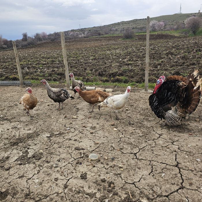 Пуешко месо в буркан, яйца от пуйки