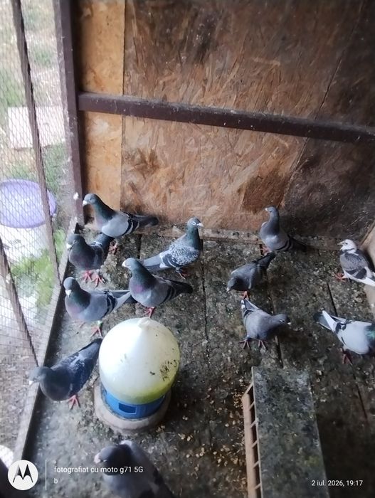 Vând porumbei voiajori  buni
