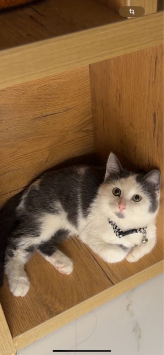 Котенок Британец