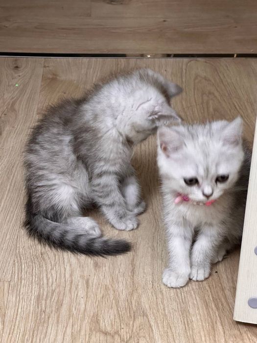 Продается котята породы шиншила