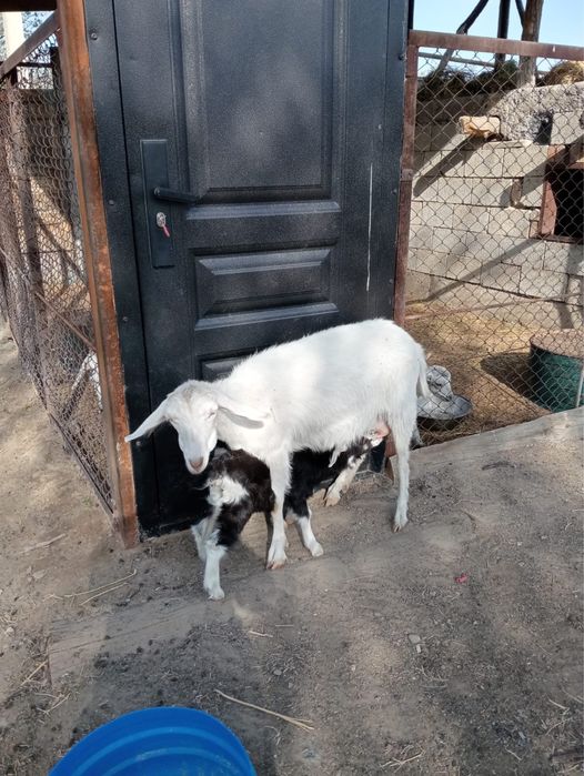 Сүтті ешкі сатылады