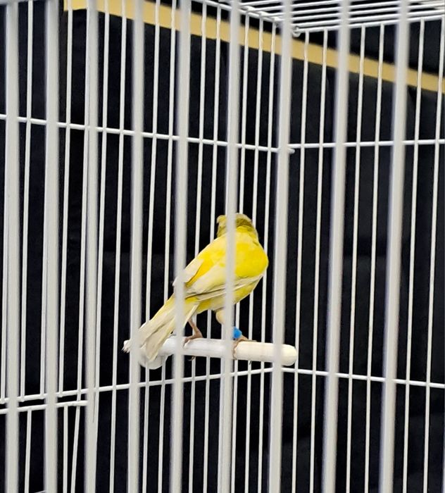 Канарейка самец 1.5год