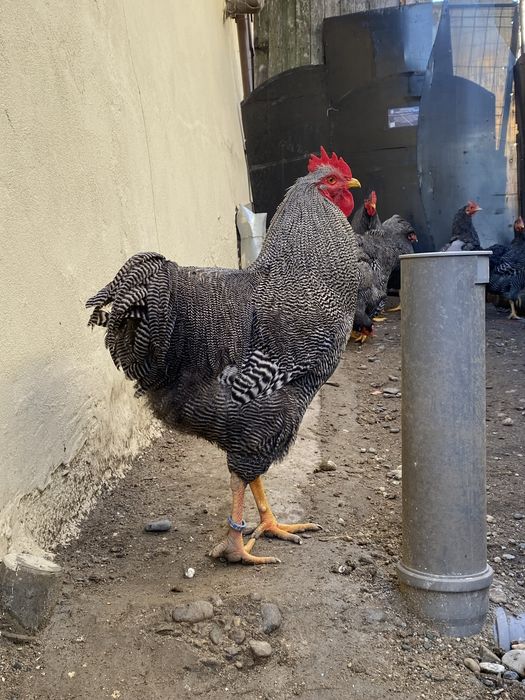 Oua incubat Plymouth Rock Barat