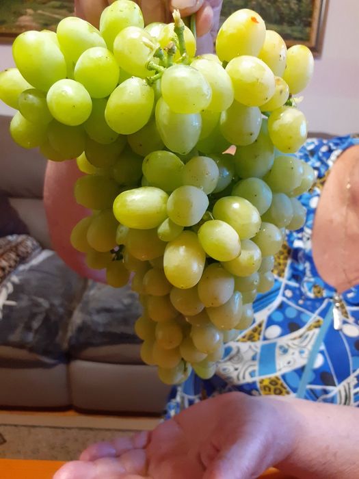 Продам саженцы винограда