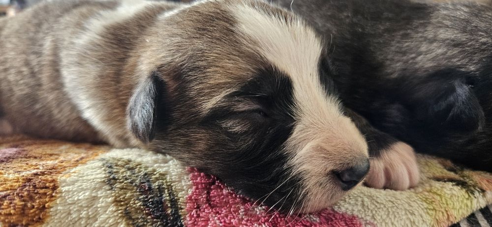 Собаки простые астана