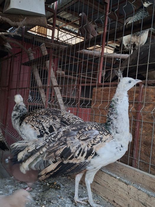 Păuni umăr negru de vânzare