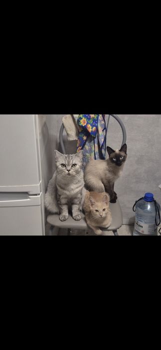 Отдам котенка в добрые руки