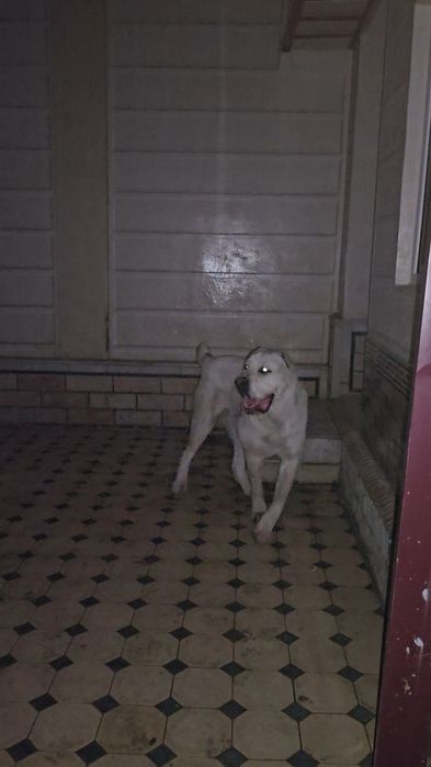 Alabay, 1yil2oylik tyaj 85kg