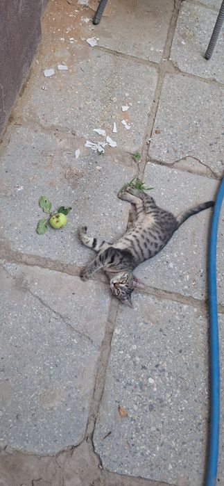 Котик в добрые руки