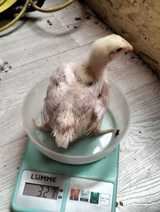 Цыплята бройлеры Росс 308