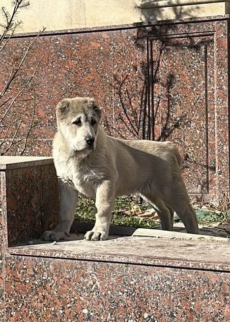 Питомник предлагает к продаже щенков Волкодава