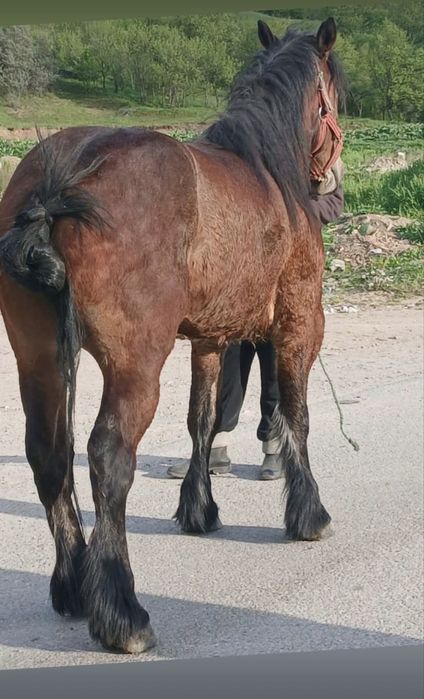 Vand manza de 2 ani