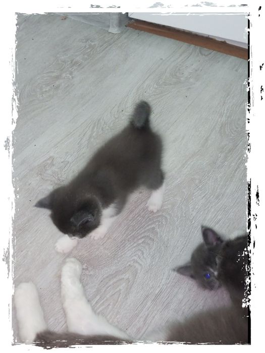 Продаються котята! Симпотяшки! Очень игривые! Есть доставка платная.