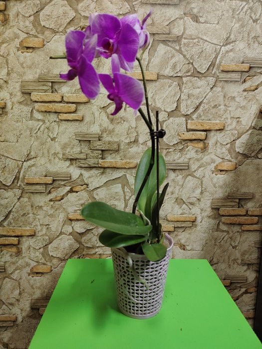 Орхидеи по выгодной цене