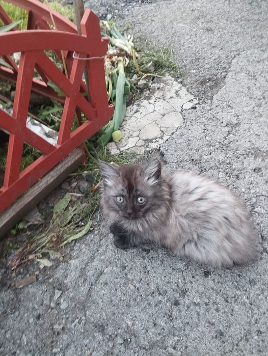 Котята, 4 девочки