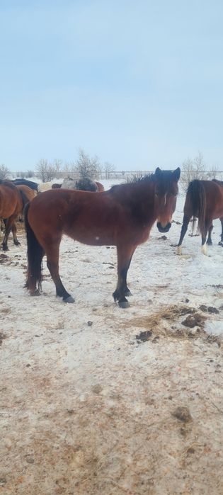 Продам лошадь ( кобыла)