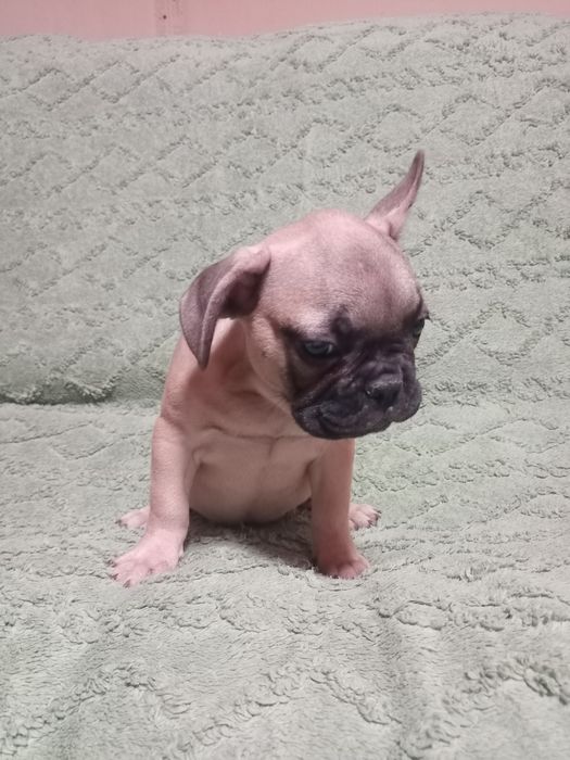 Французские булочки