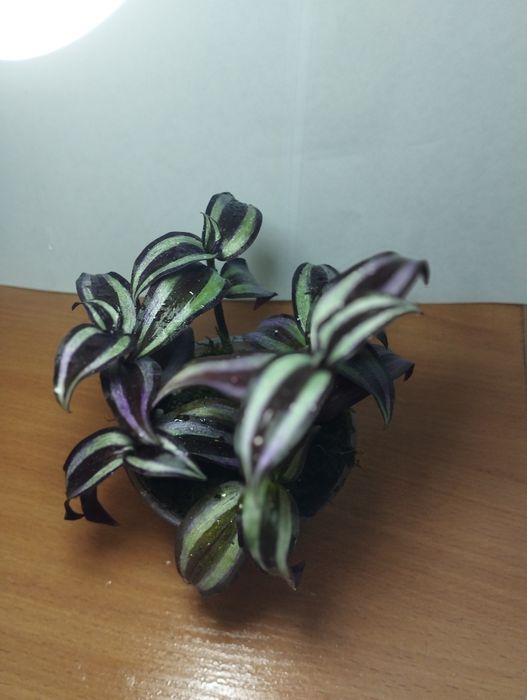 Продам комнатные растения