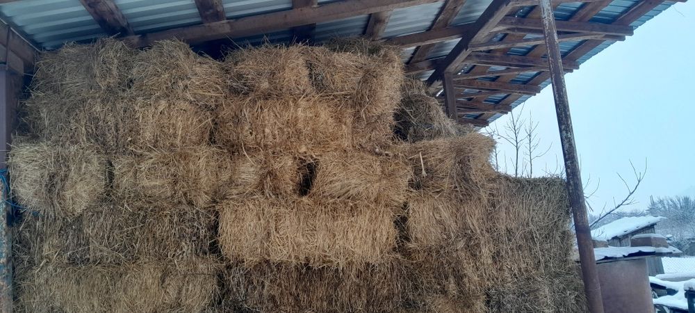 Vând baloti de lucerna