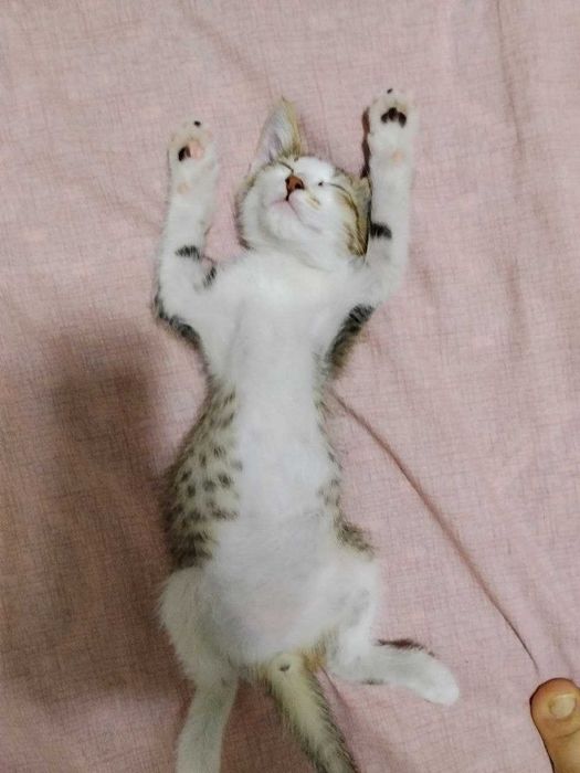 Отдам даром котенка