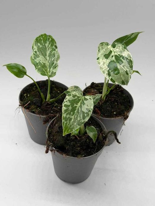 Редки Monstera и Philodendron