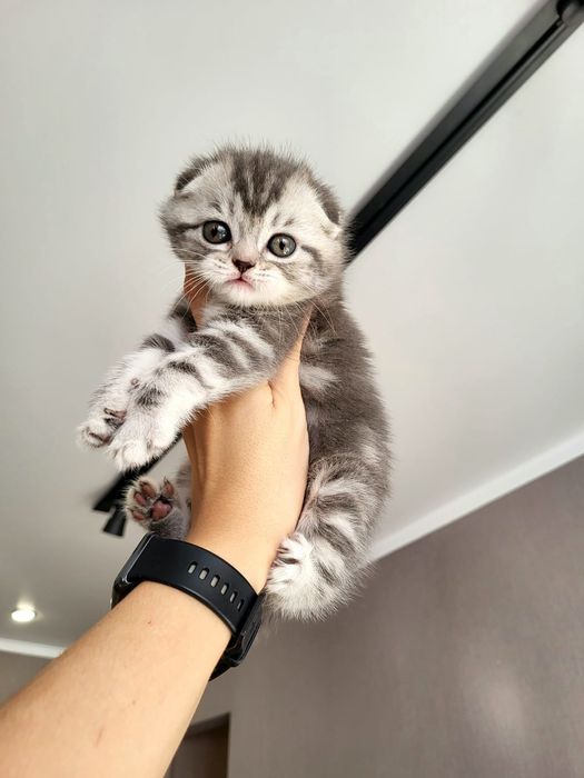 Мраморный Окрас.  Шотландские Котята.