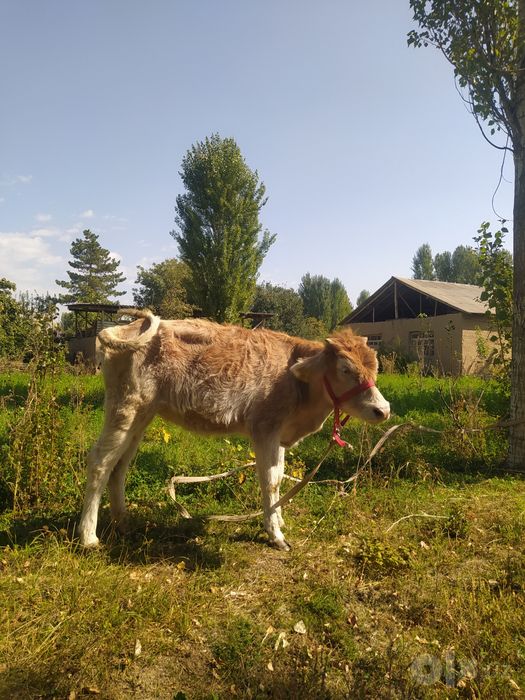 Shvet hunajin sotiladi buğoz bolishi mumkin