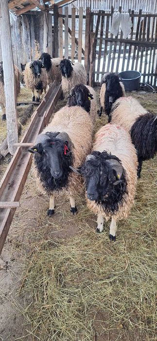 Vând Mieluțe și Berbecuți de prăsilă _ Vârstă sub 1 an