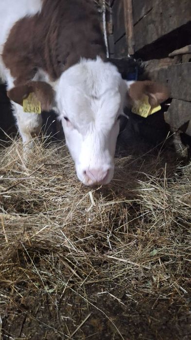 Vitel balțat de vanzare