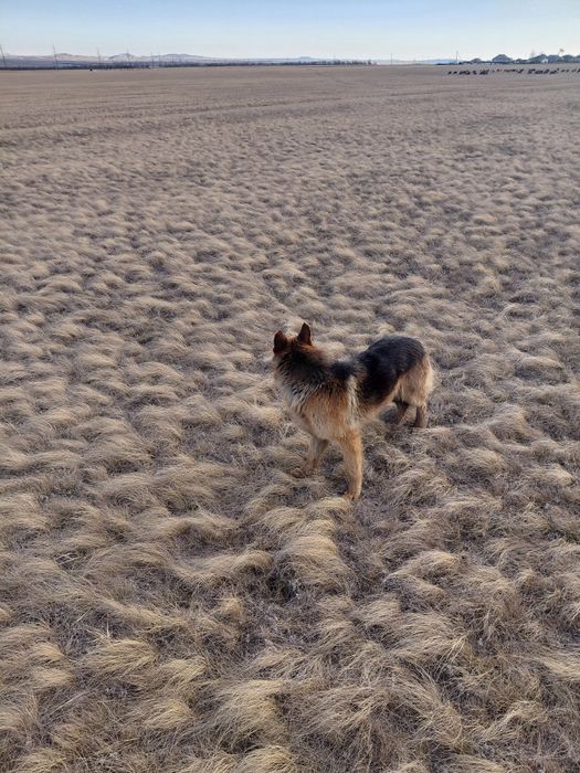 Чистый немецкий овчарка.