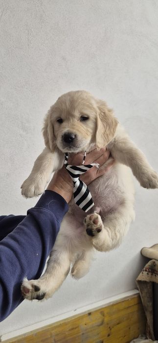 Pui Golden Retriever