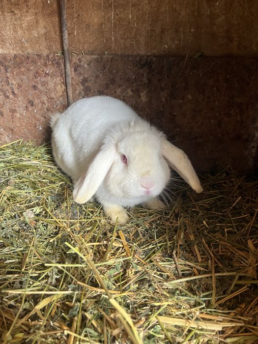 Iepuroaice Rex pitic și Holland lop ! Citiți descrierea !