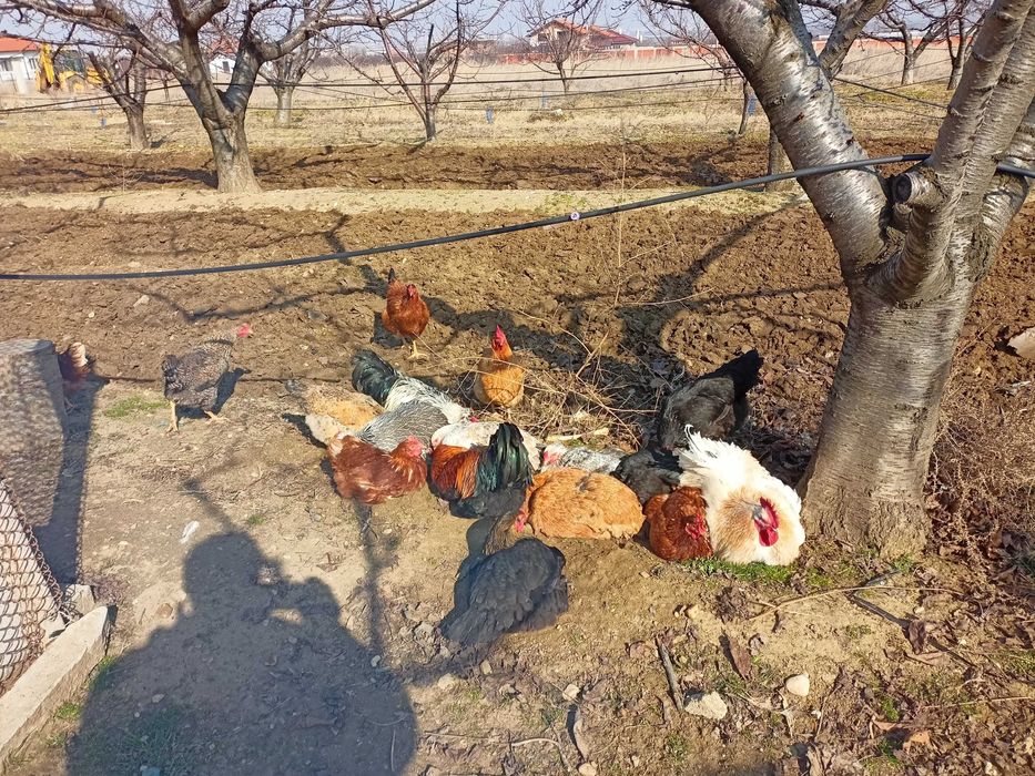 Петли млади на 1 година