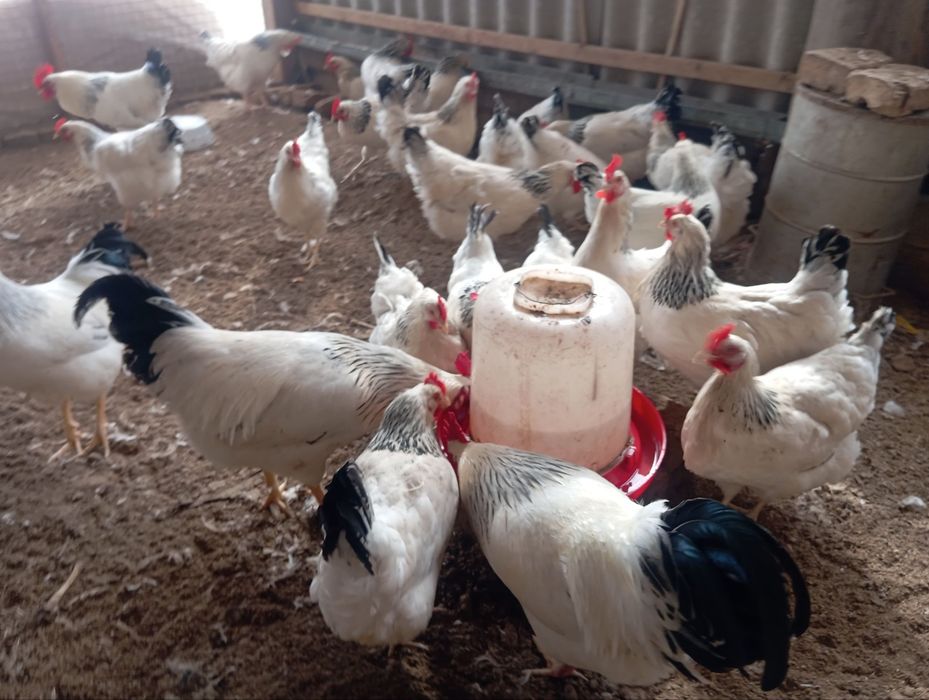 Adler Serebro nomli tovuq jojalarga