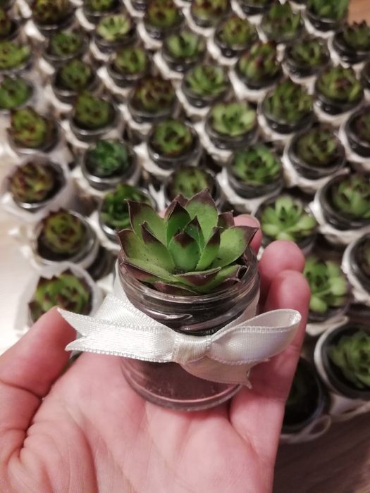 Marturii cu plante suculente