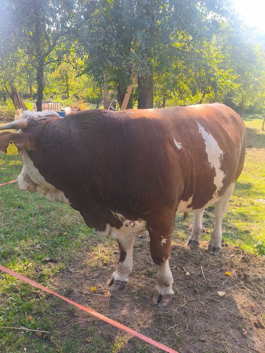 Vând vițel in vârsta de 13 luni...700kg