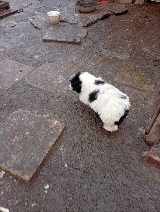 Fetiță ciobănesc mioritic .