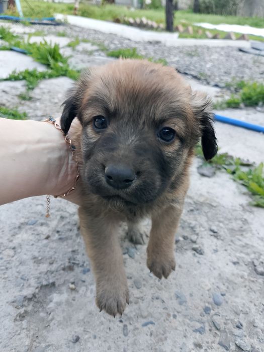 Щенки-звонки девочки