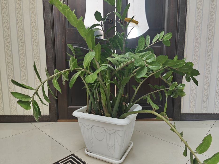 Продам долларовое дерево